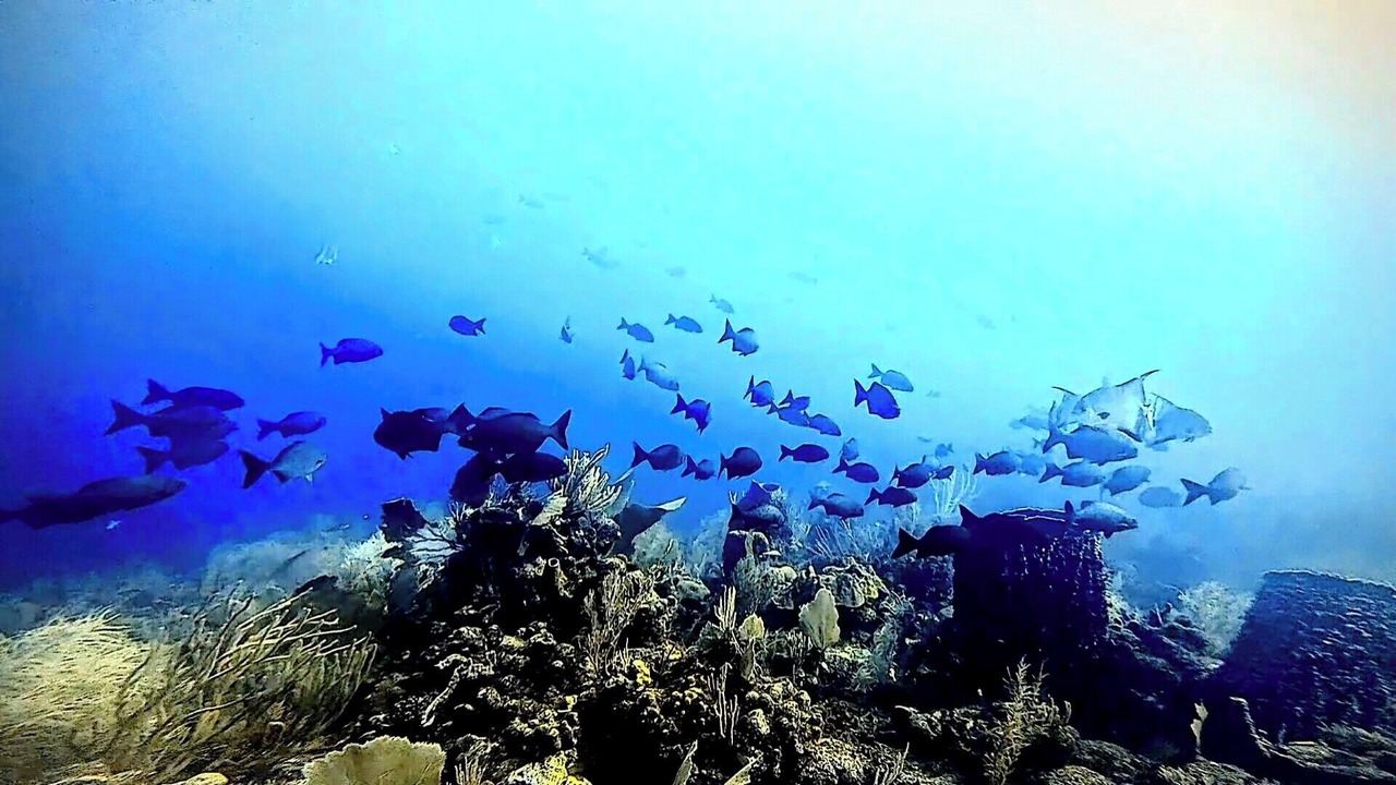 Photo of Others in Punta Caribe