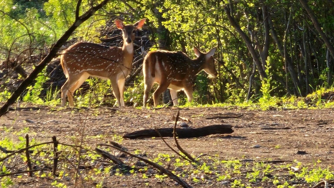 Photo of Others in Concan
