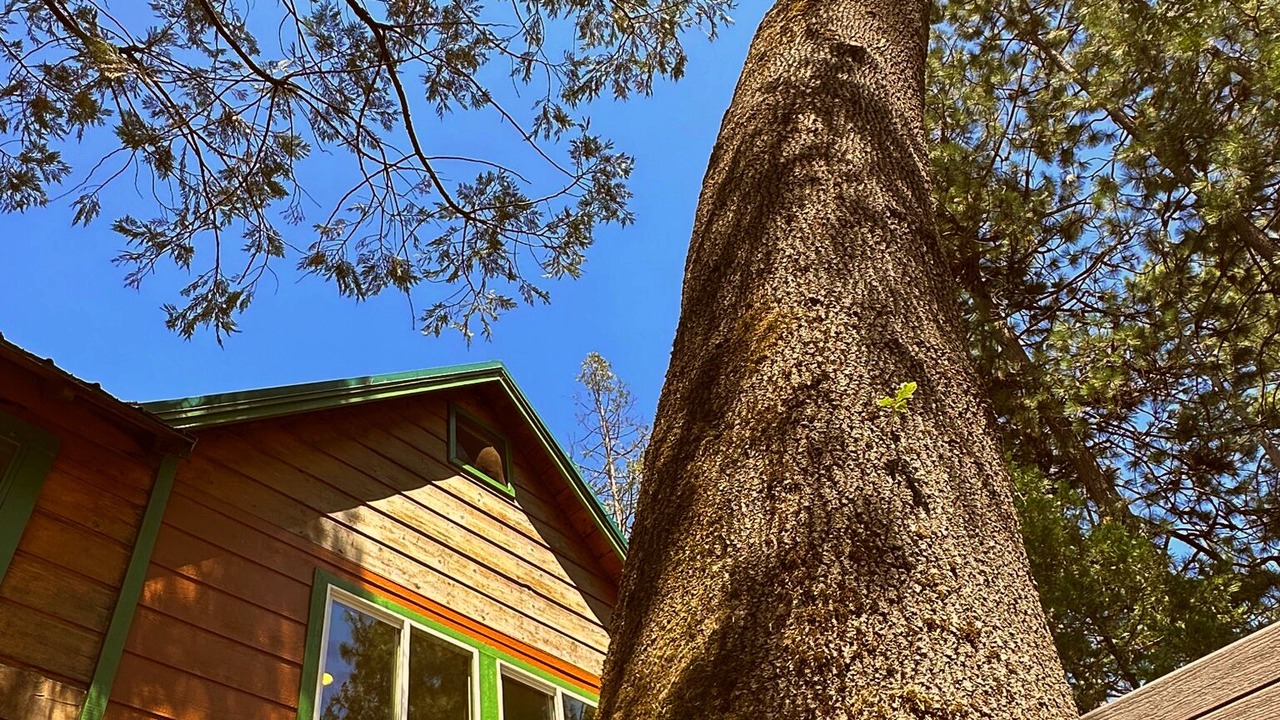 Photo of Outdoor in Bass Lake