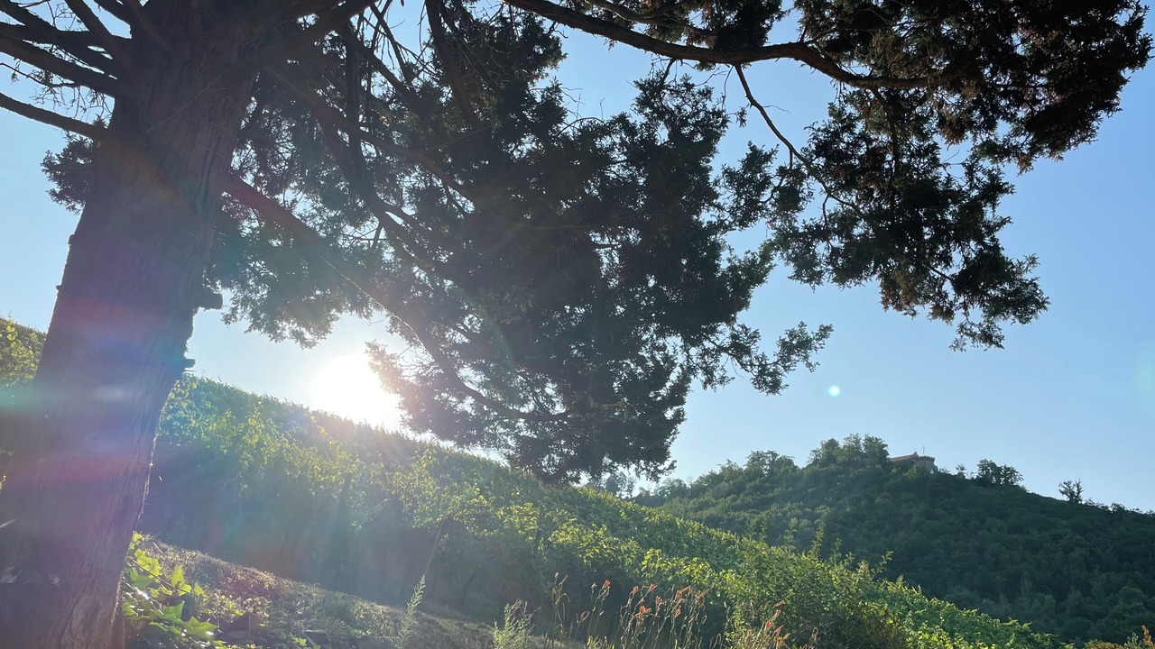Photo of Outdoor in Durbach