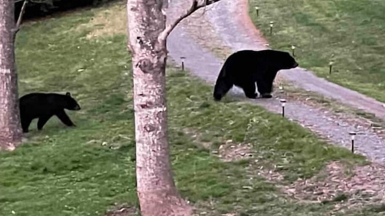 Photo of Others in Weaverville