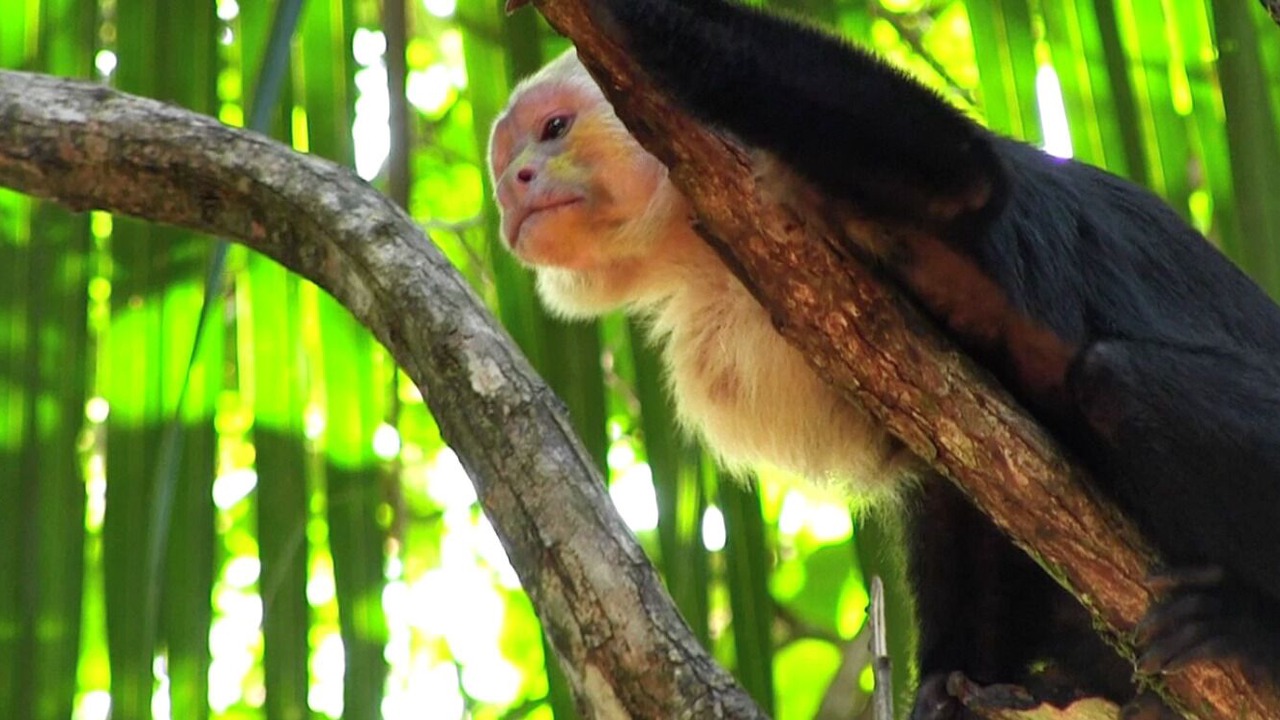 Photo of Others in Puerto Jimenez