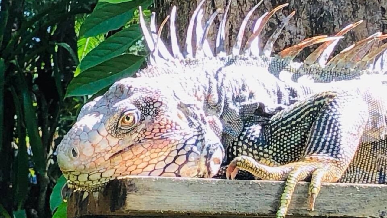 Photo of Others in Puerto Jimenez