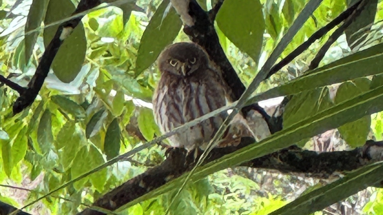 Photo of Others in San Ignacio