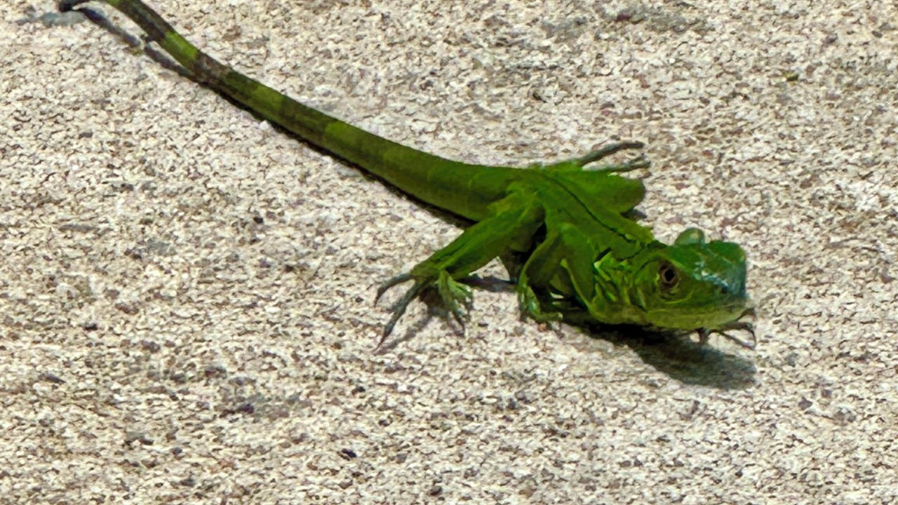Photo of Others in San Ignacio