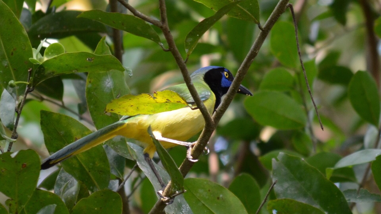 Photo of Others in San Ignacio