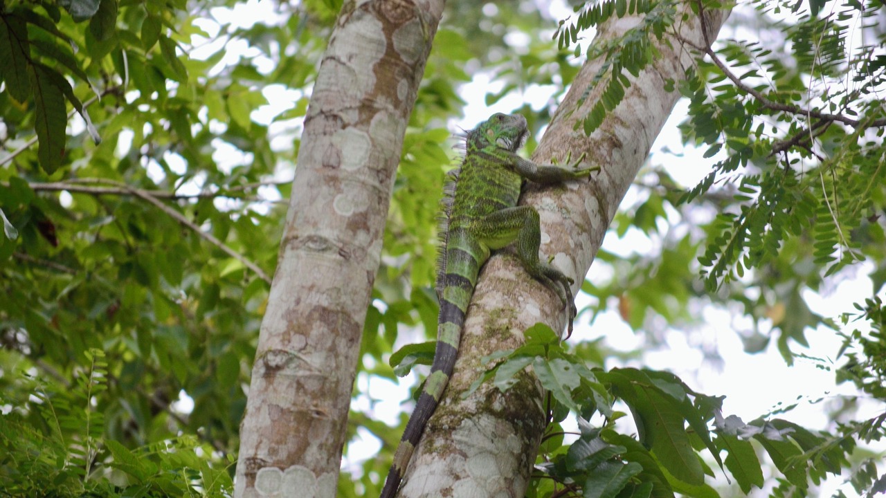 Photo of Others in San Ignacio