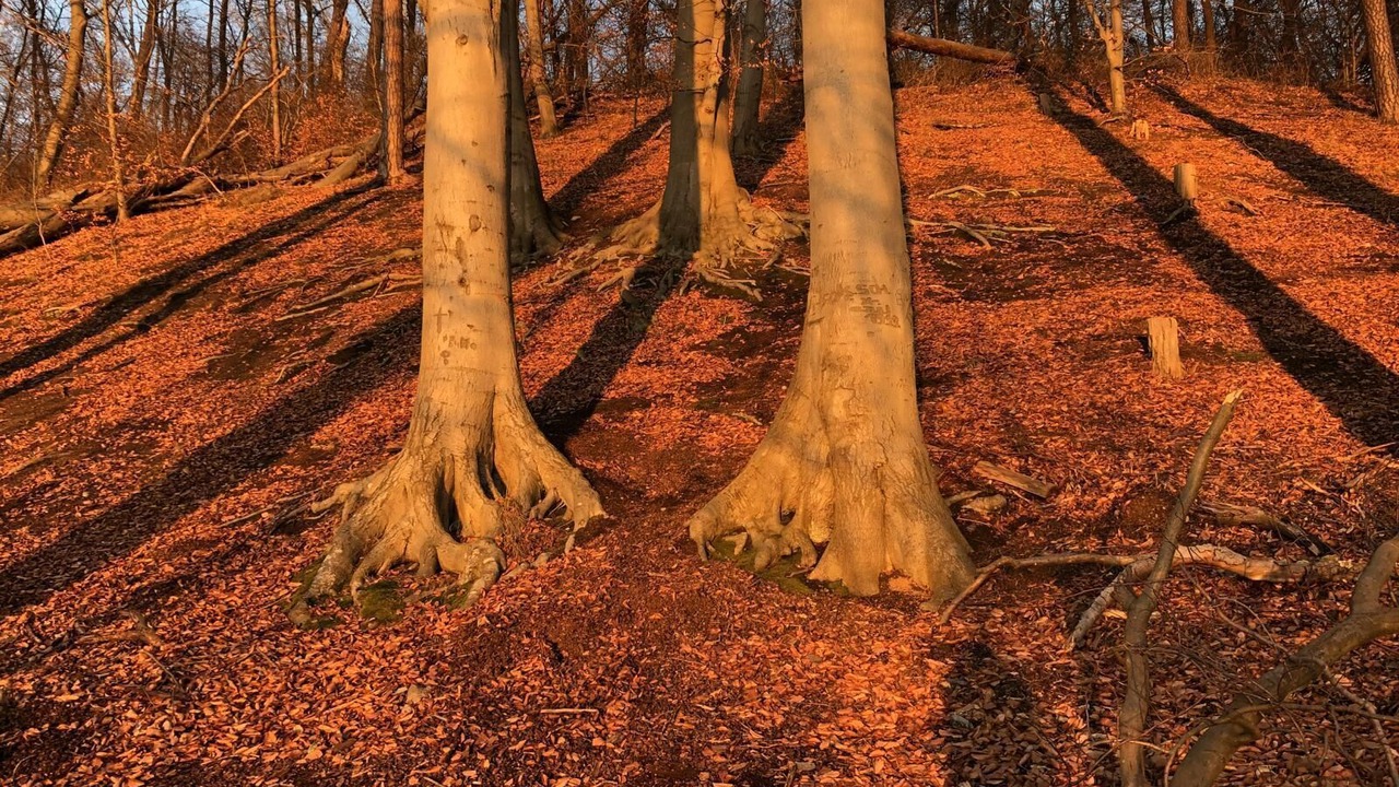 Photo of Outdoor in Joachimsthal