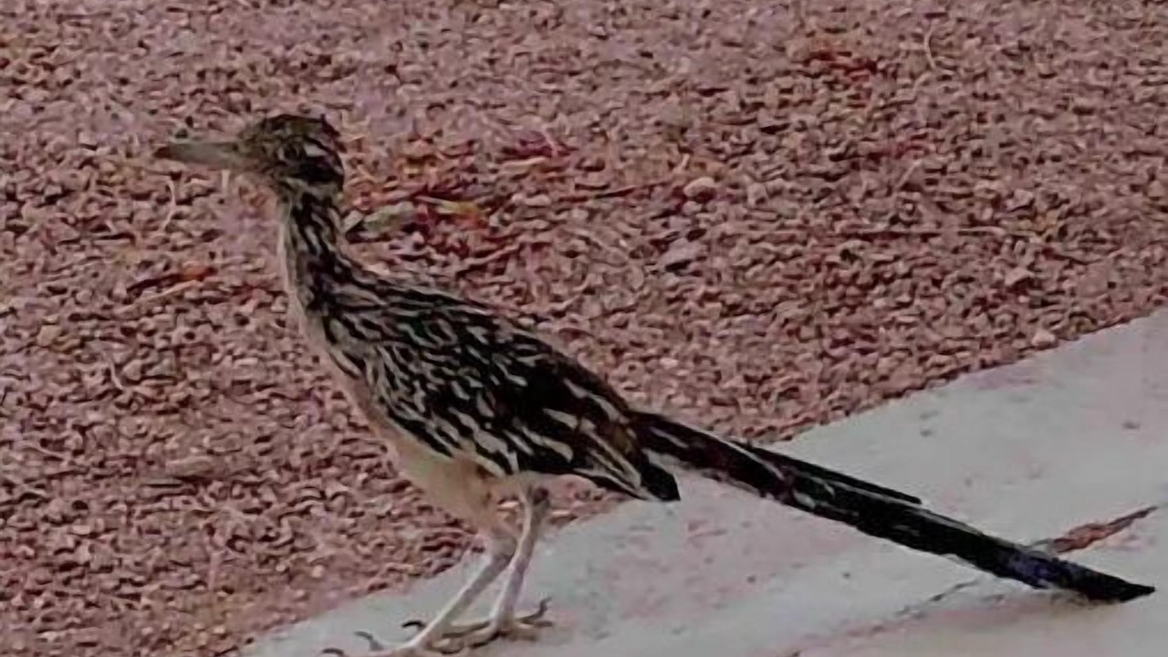 Photo of Others in Apache Junction