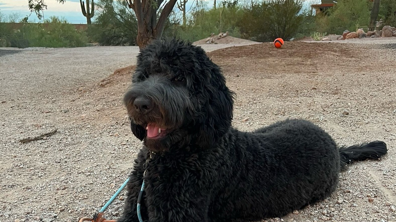 Photo of Others in Apache Junction