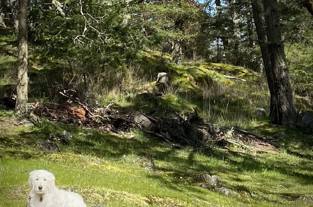 Photo of Others in Deer Harbor