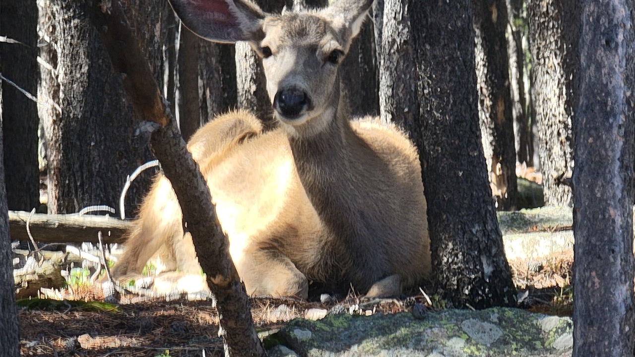 Photo of Others in Evergreen
