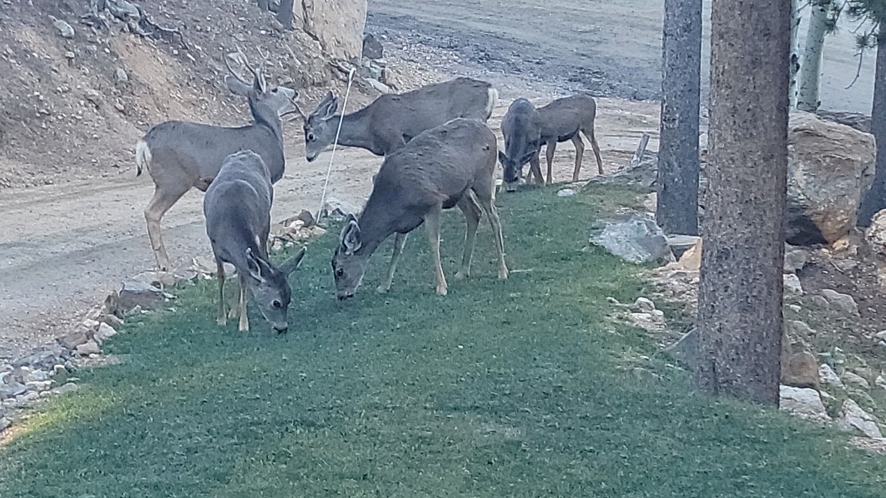 Photo of Others in Evergreen