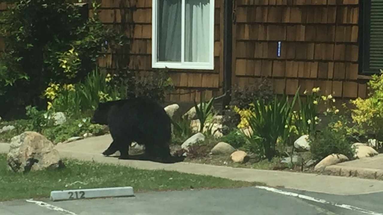 Photo of Outdoor in Tahoe Keys