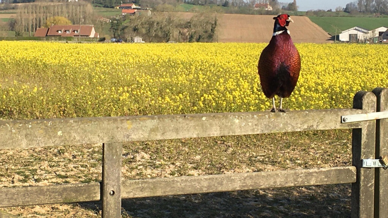 Photo of Others in Heuvelland