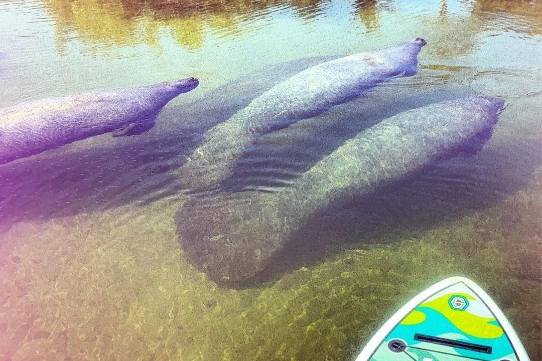 Photo of Others in Islamorada