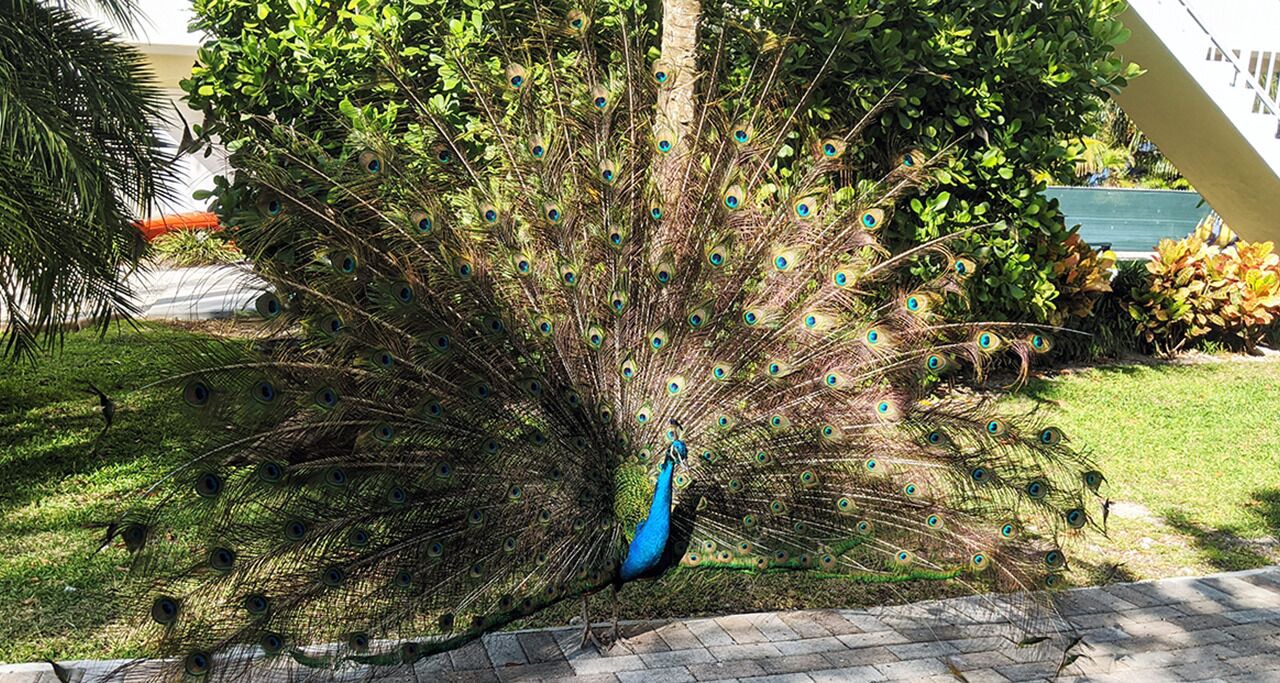 Photo of Others in Islamorada