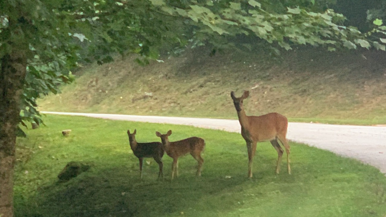 Photo of Others in Cullowhee