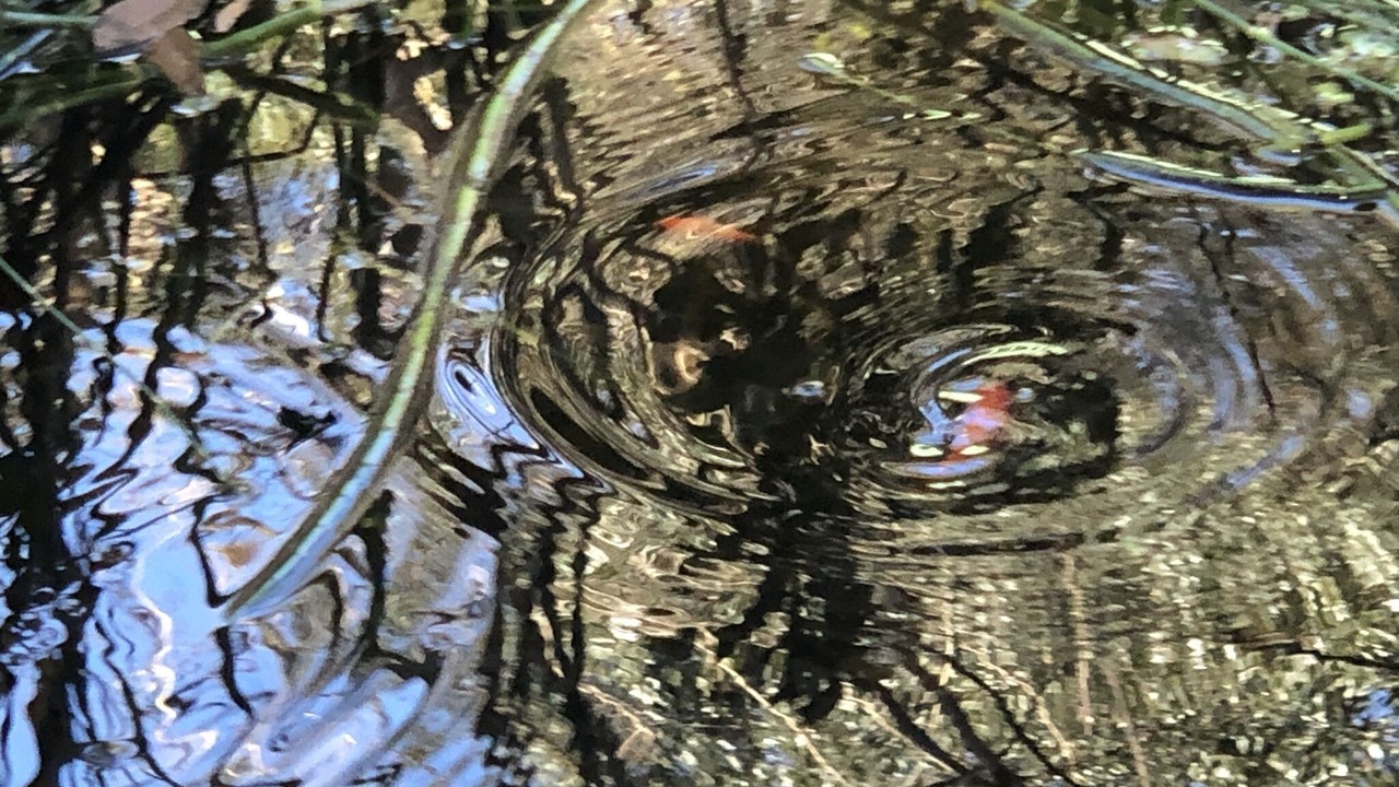 Photo of Others in Daufuskie Island