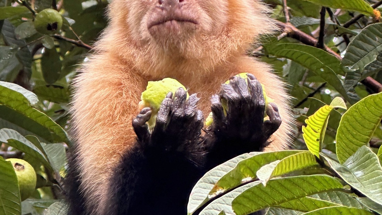 Photo of Others in Monteverde