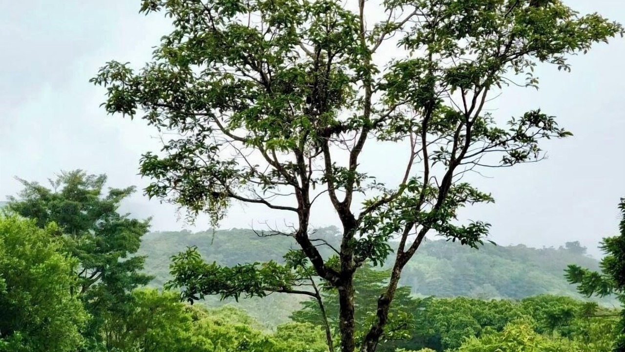 Photo of Others in Monteverde