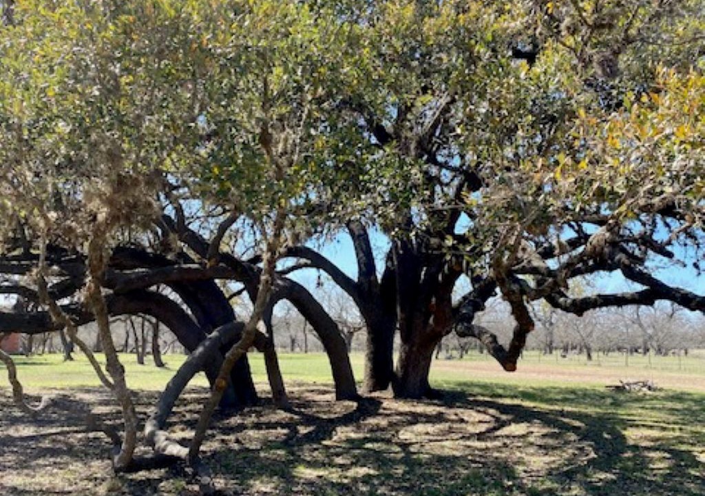 Photo of Outdoor in Camp Wood