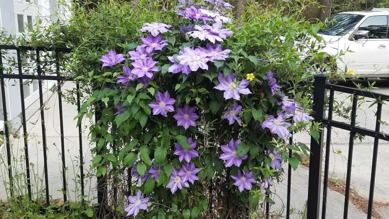 Photo of Outdoor in Raleigh