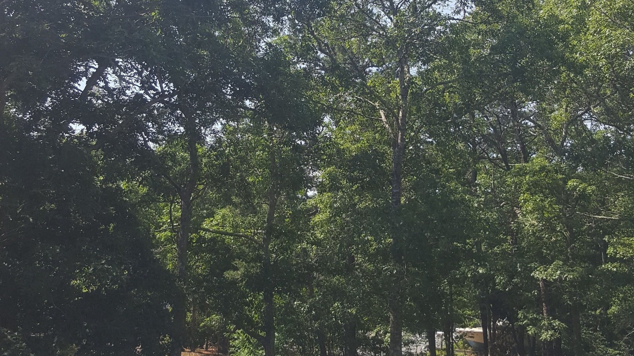 Photo of Outdoor in Cotuit