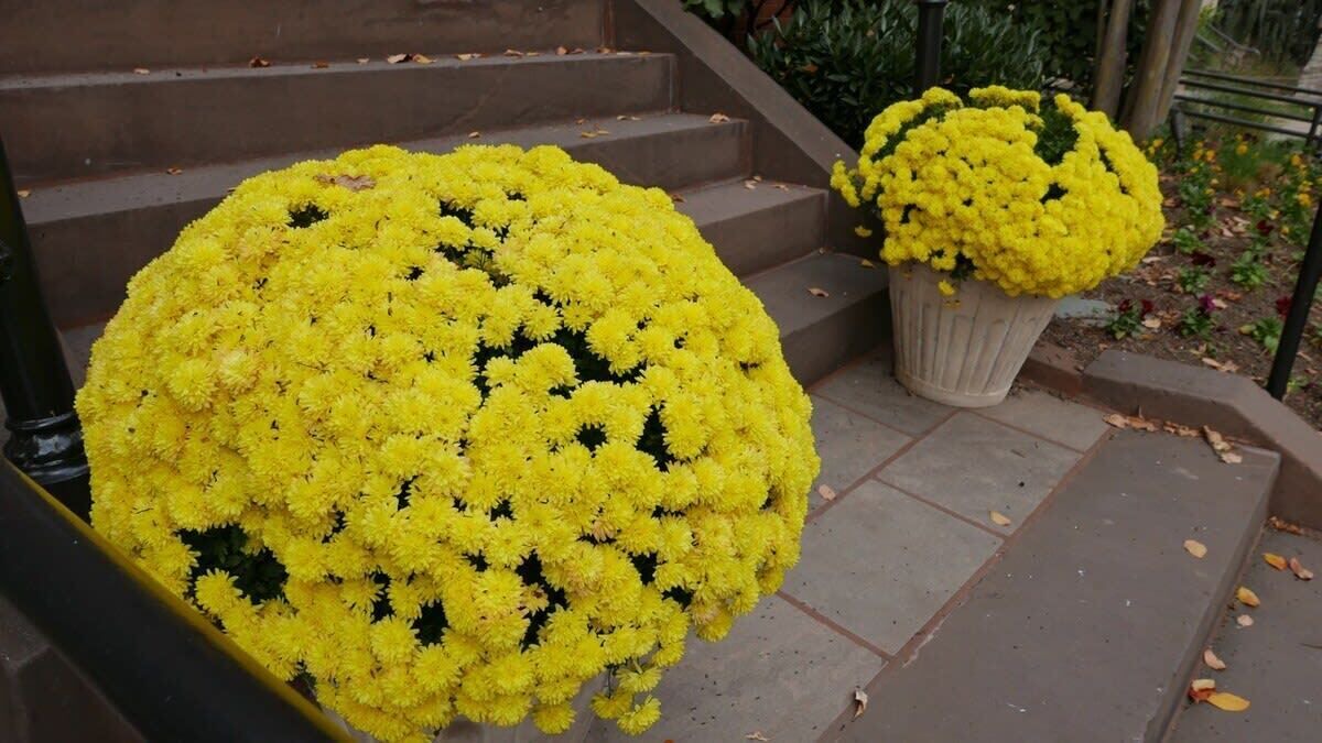 Photo of Outdoor in Dupont Circle