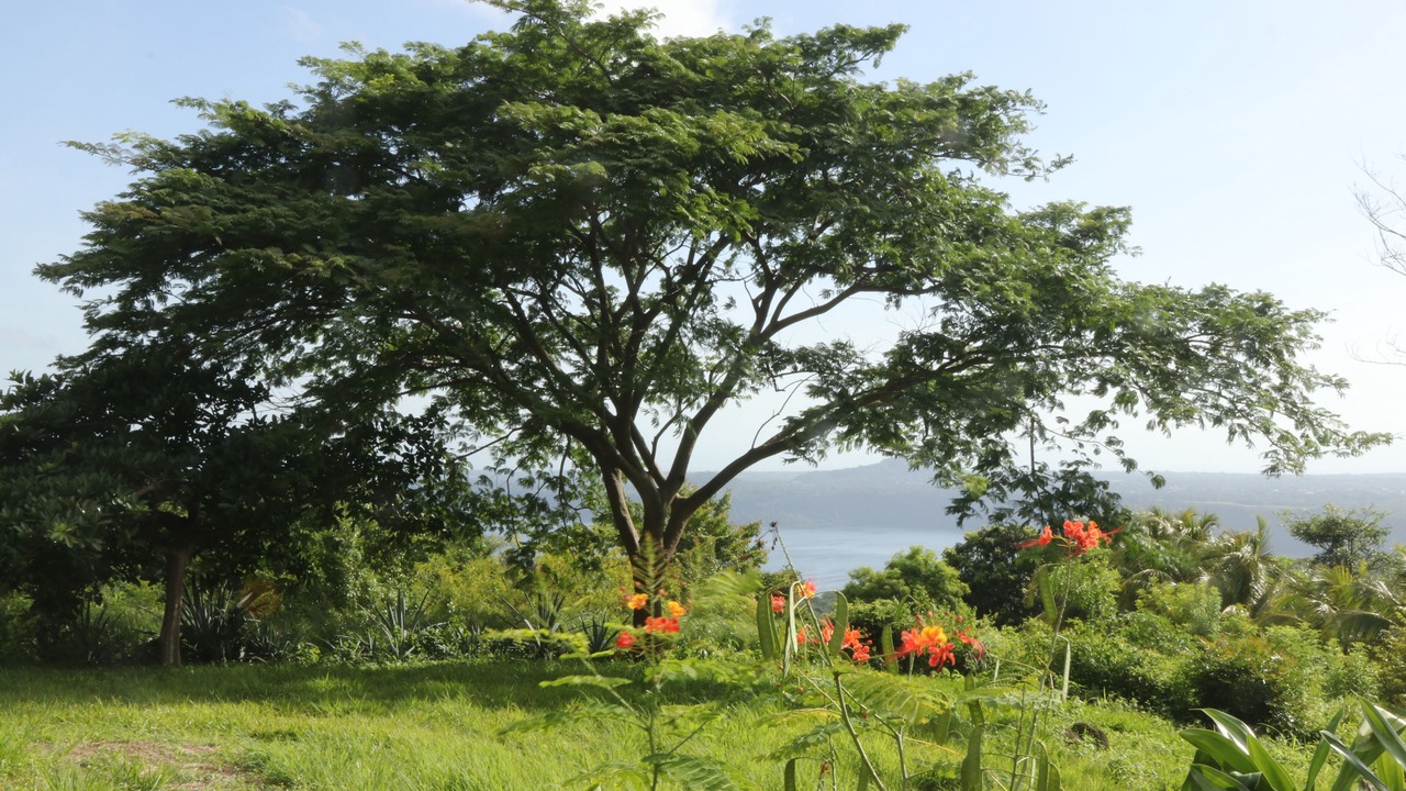 Photo of Outdoor in Masatepe