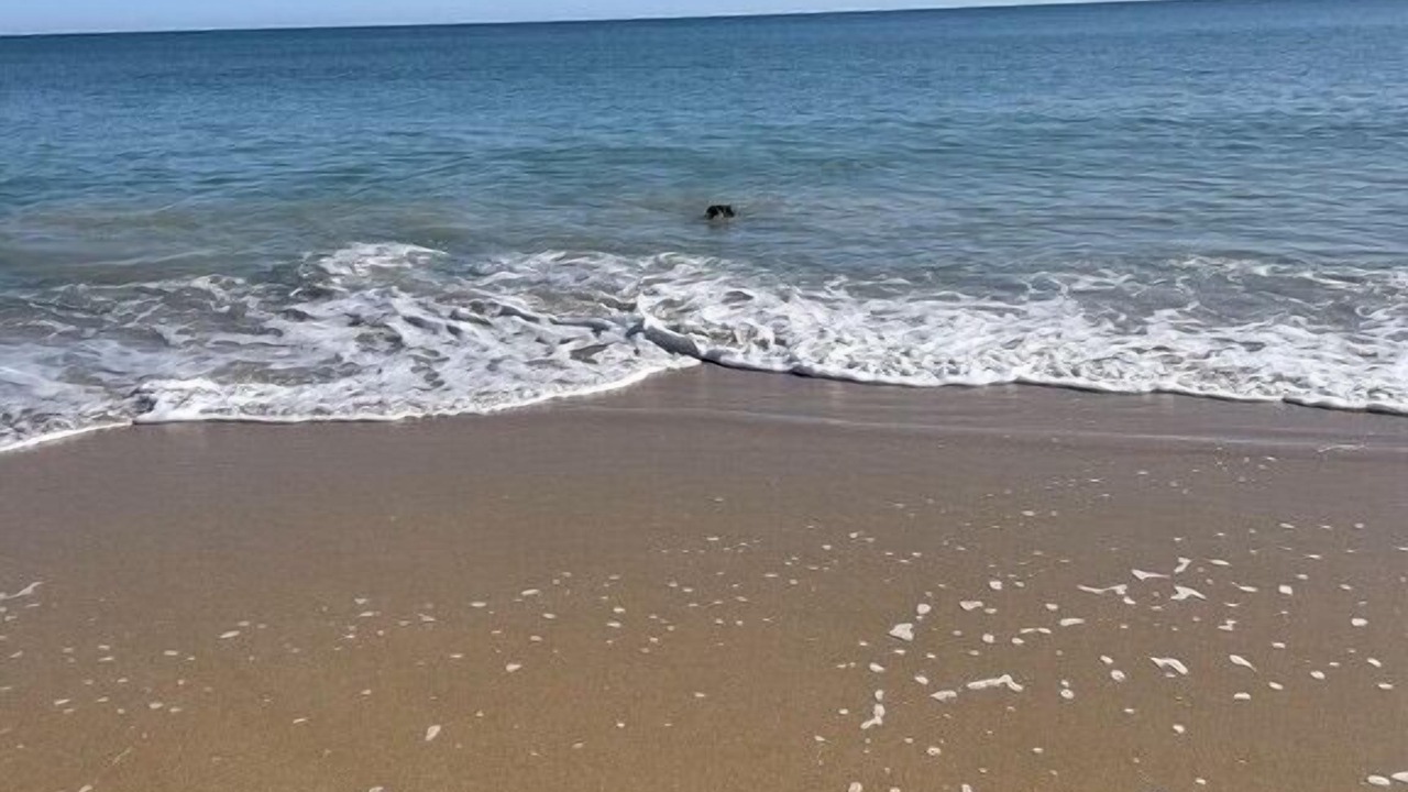 Photo of Others in Mandurah