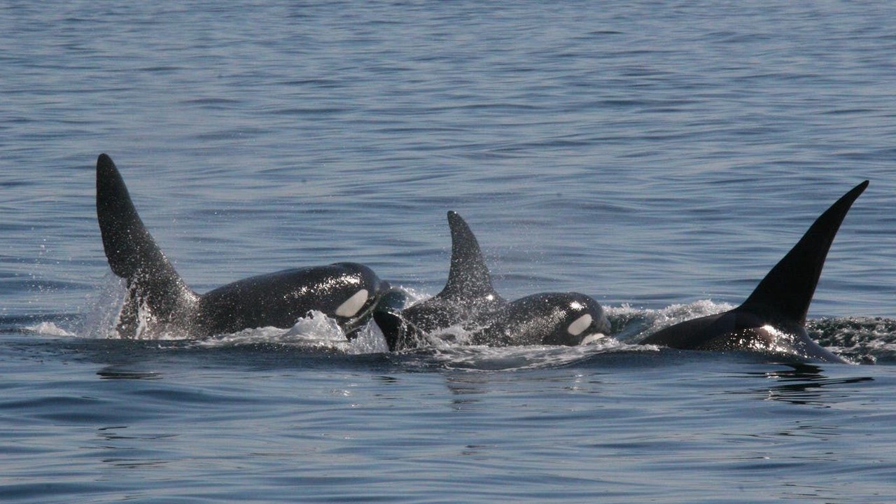 Photo of Others in Quadra Island