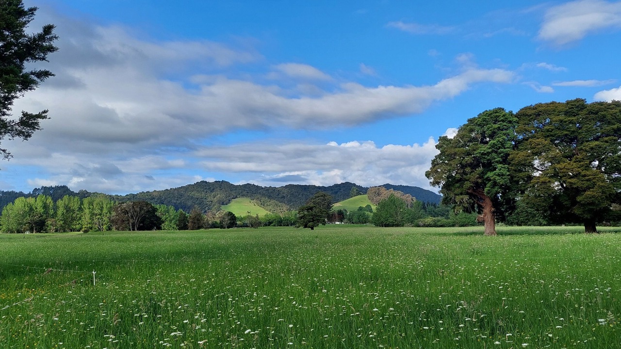 Photo of Others in Northland