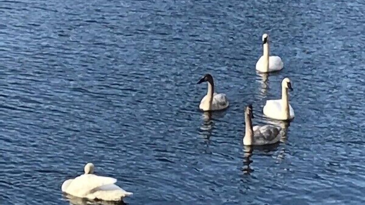 Photo of Others in Pine River