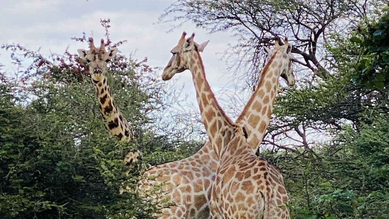 Photo of Outdoor in Maun