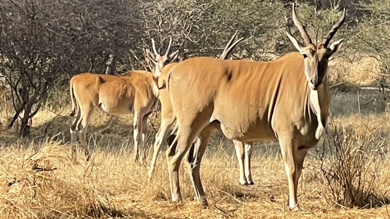 Photo of Outdoor in Maun