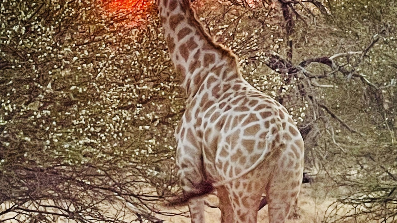 Photo of Others in Maun
