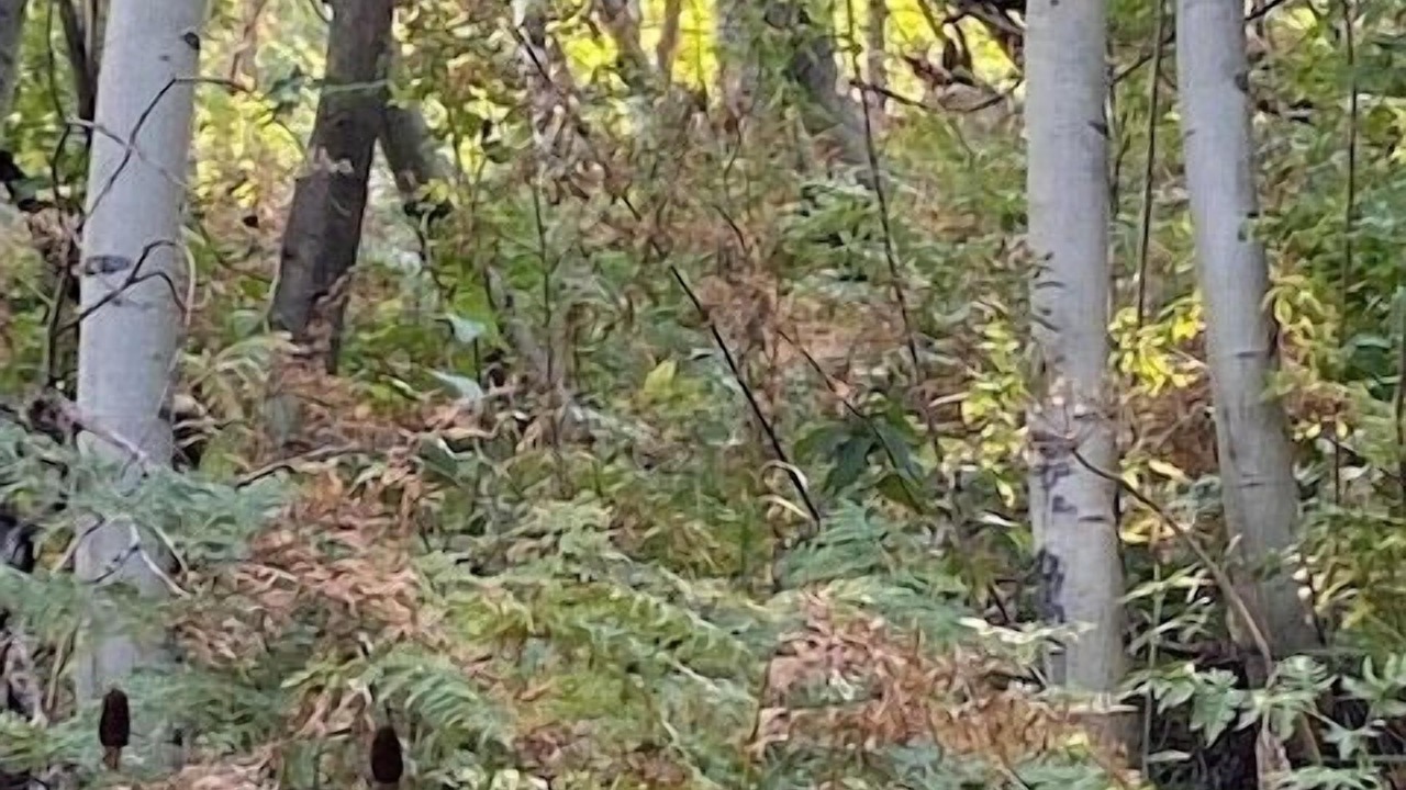 Photo of Outdoor in Snowbird