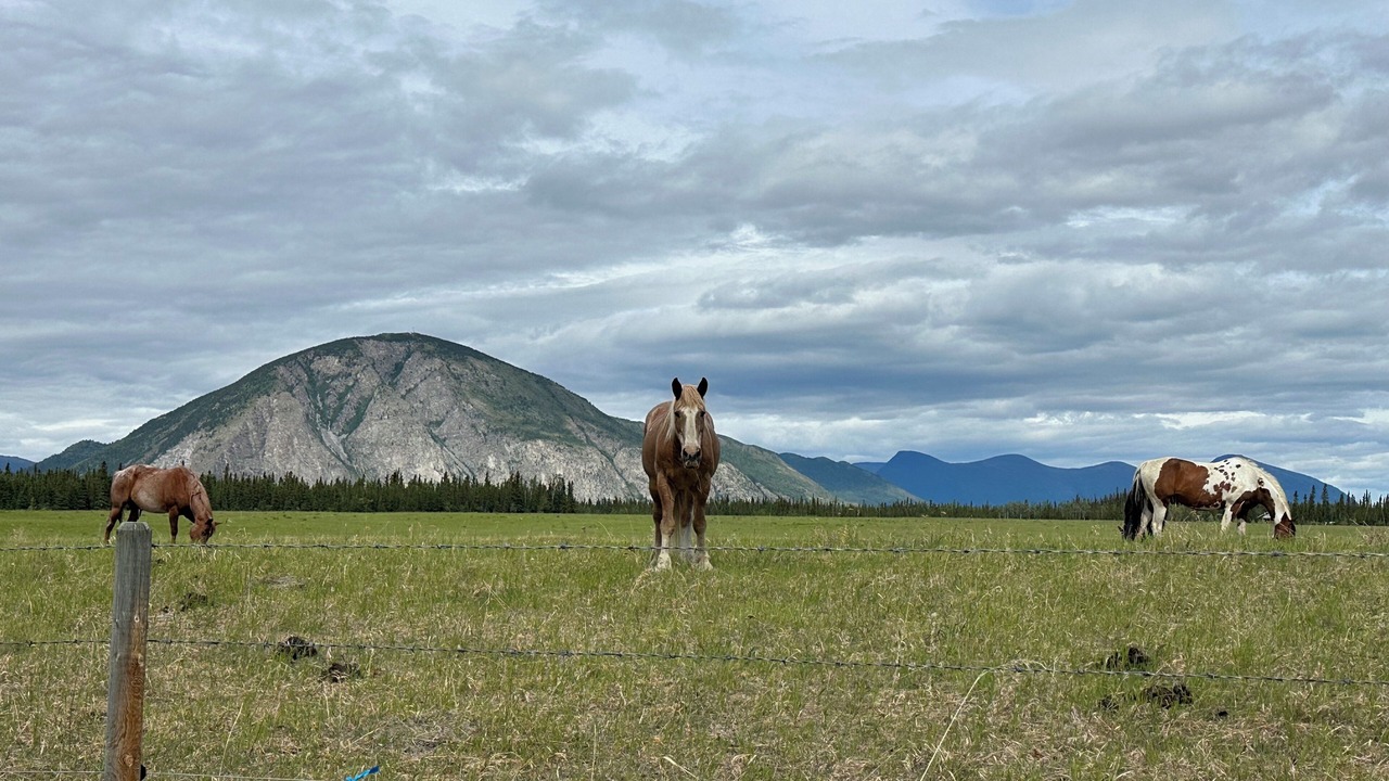 Photo of Others in Haines Junction
