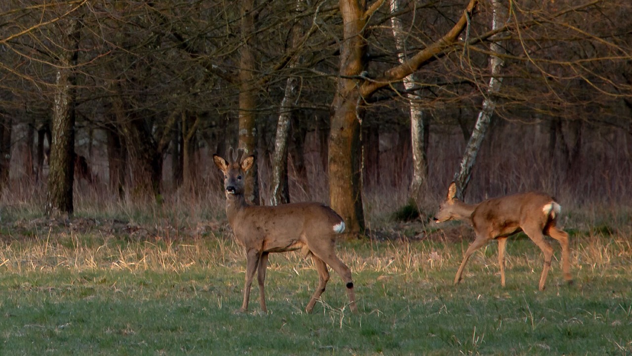 Photo of Outdoor in Meeuwen-Gruitrode