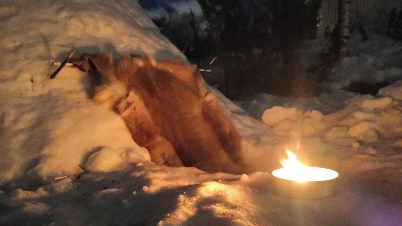 Photo of Others in Rovaniemi