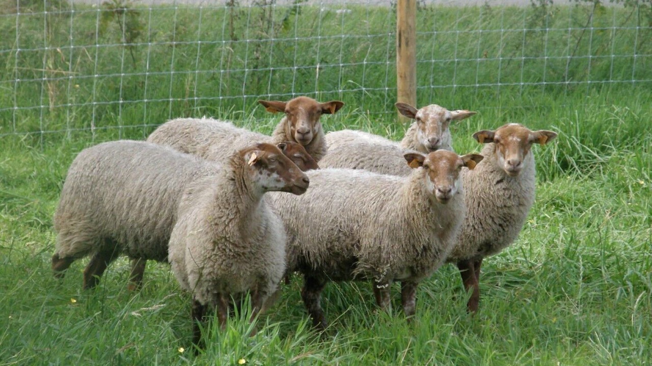 Photo of Others in Zerkegem