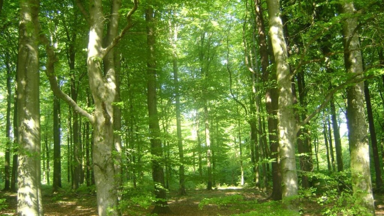 Photo of Others in Geel