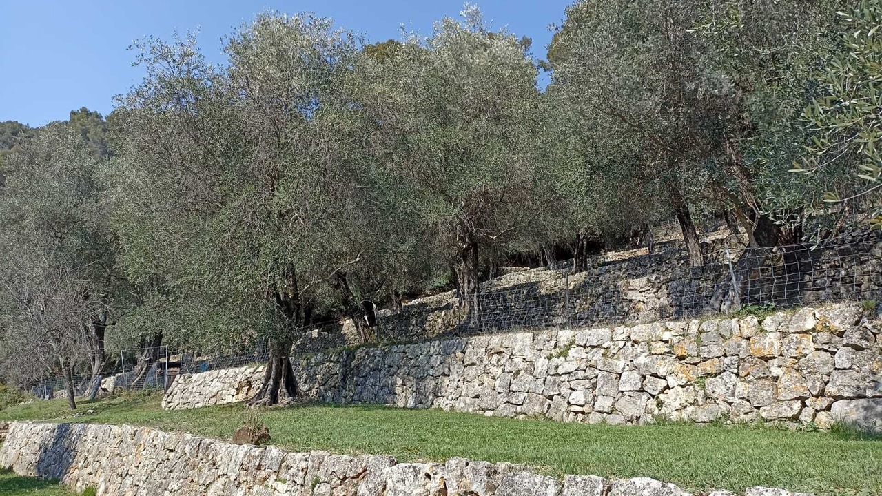 Photo of Outdoor in Cabris