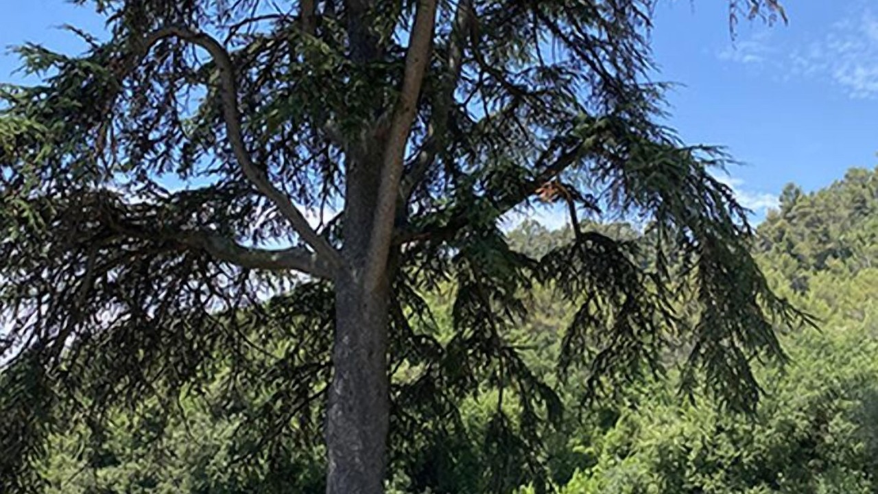 Photo of Outdoor in Cabris