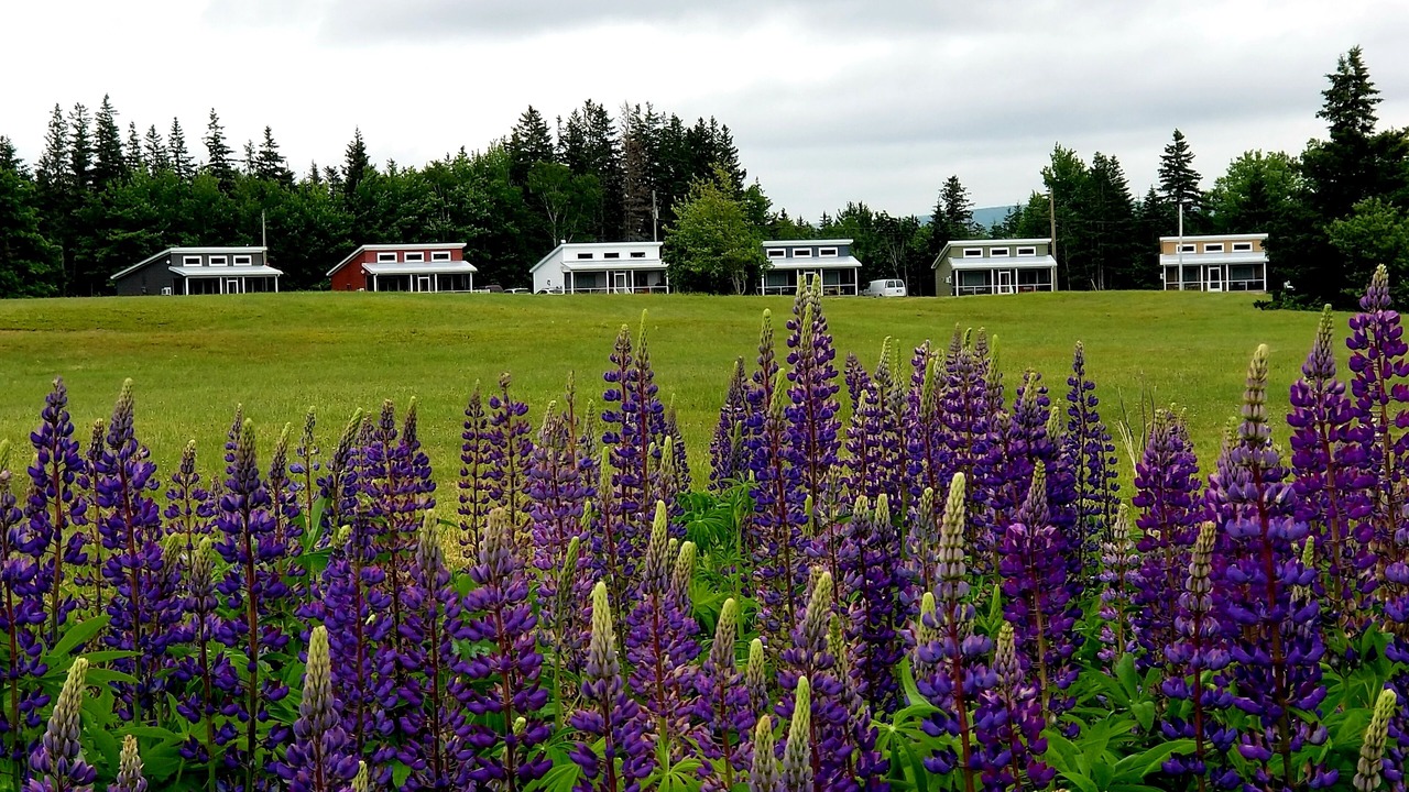 Photo of Outdoor in Margaree Valley