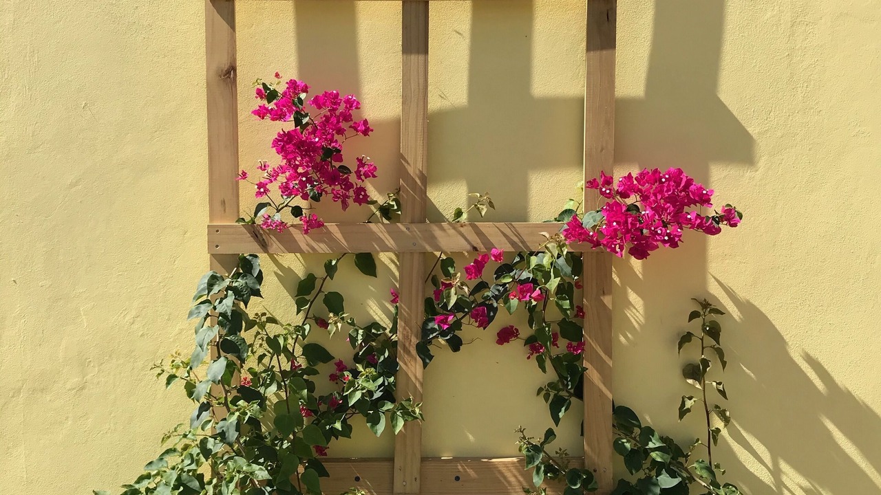 Photo of Outdoor in Montego Bay