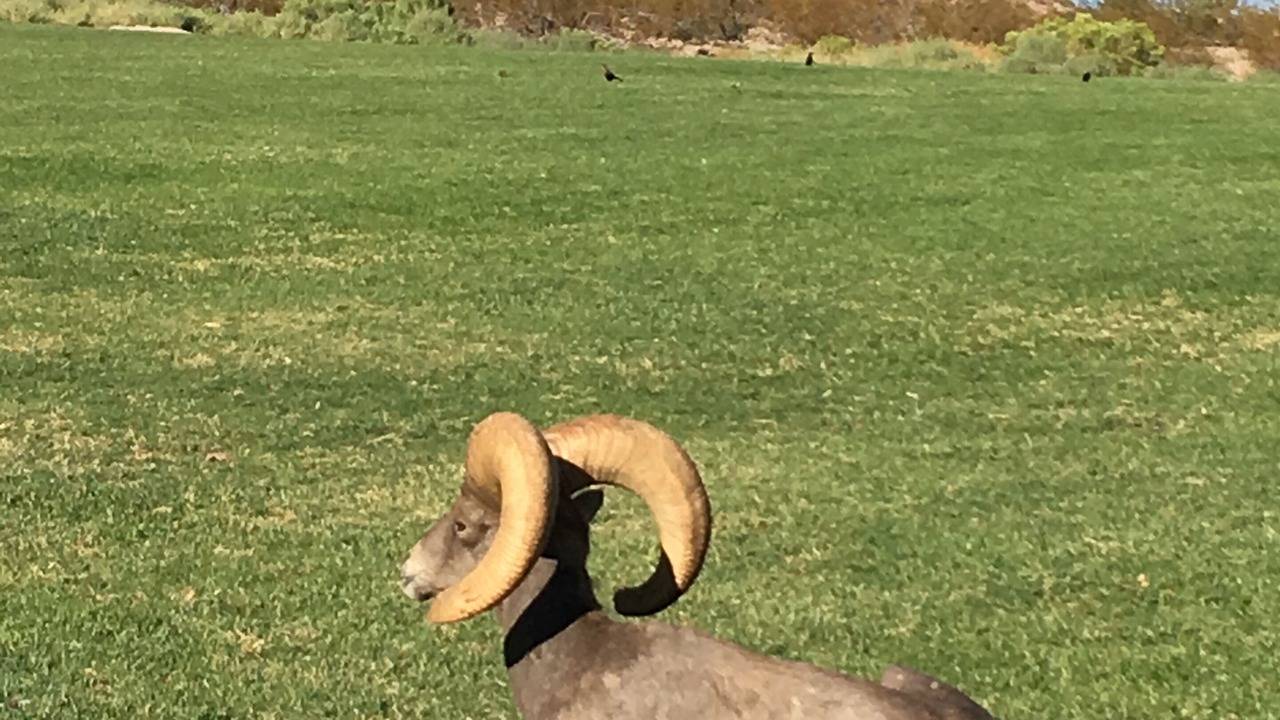 Photo of Others in Lake Las Vegas
