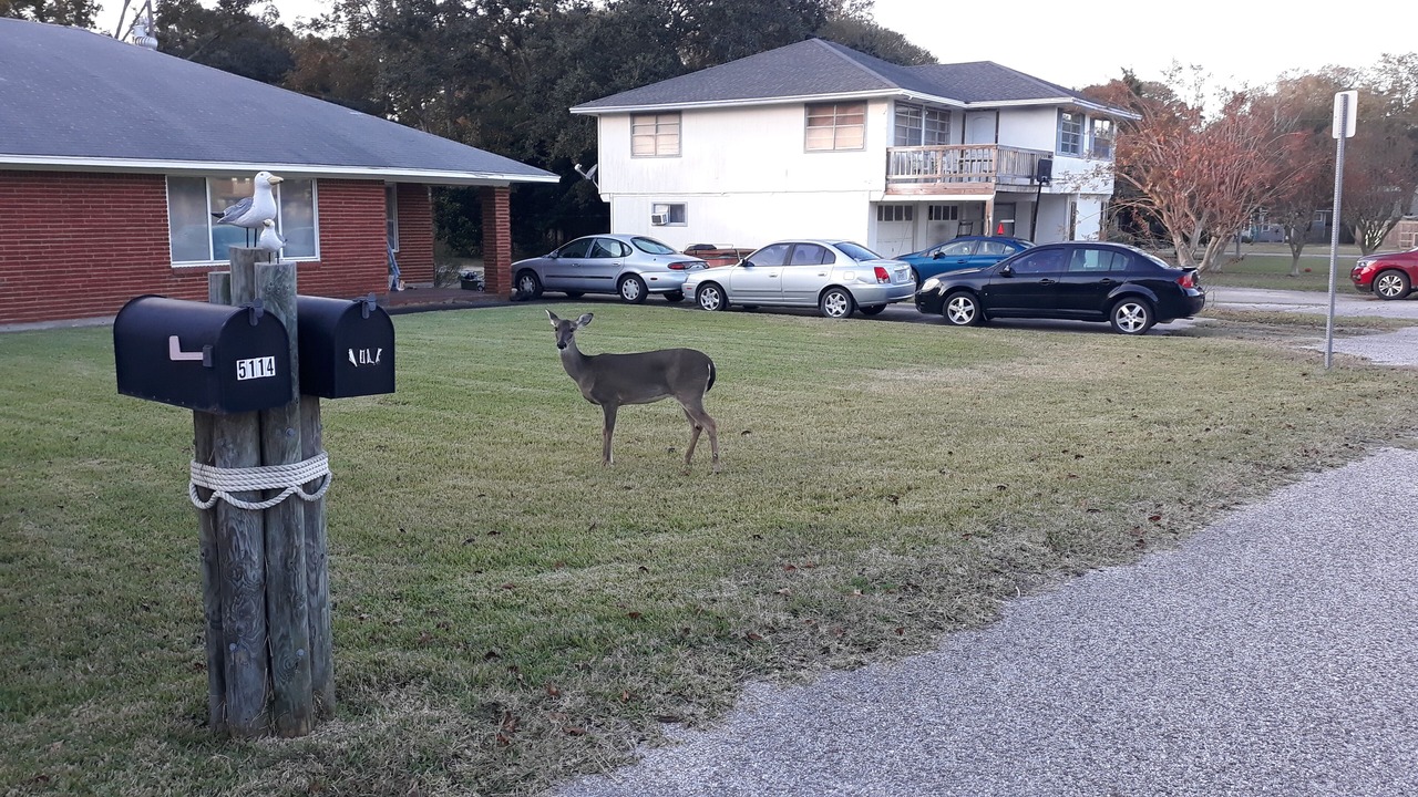Photo of Outdoor in El Lago