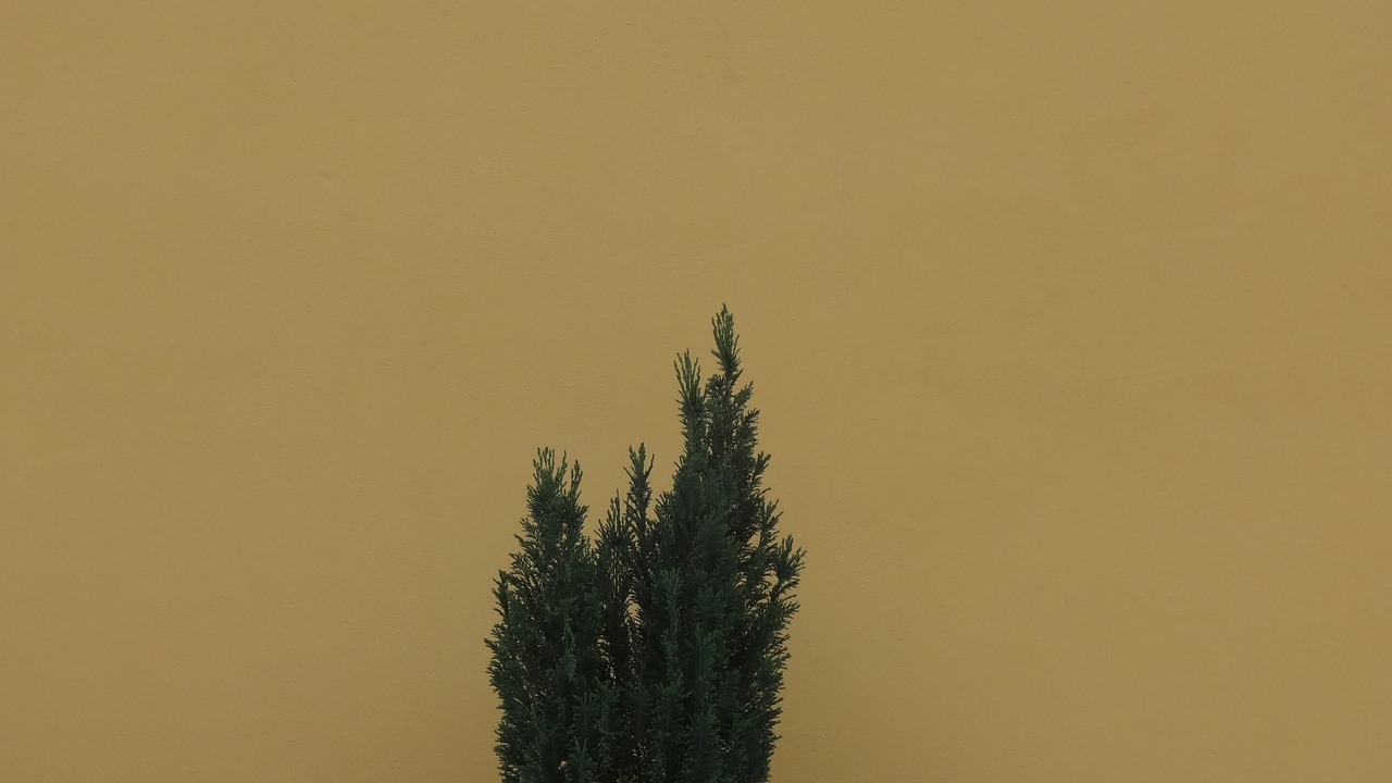 Photo of Outdoor in Massarosa